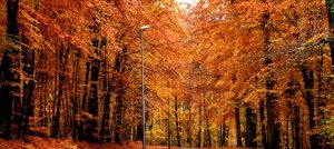 Follow-the-fall-Sepid.ir